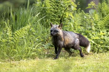 Liška obecná (Vulpes vulpes) - Rex fox