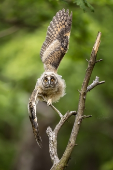 Kalous ušatý (Asio otus) - Long-eared owl