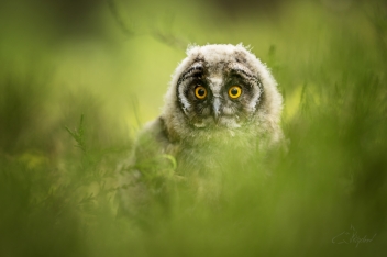 Kalous ušatý (Asio otus) - Long-eared owl