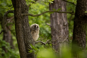 Kalous ušatý (Asio otus) - Long-eared owl