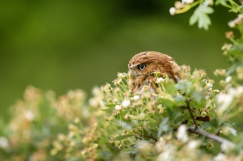 Kulíček brazilský (Glaucidium...