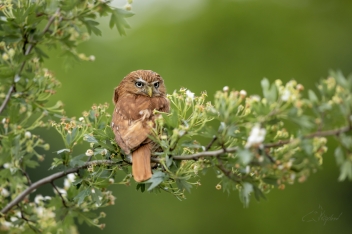 Kulíček brazilský (Glaucidium...