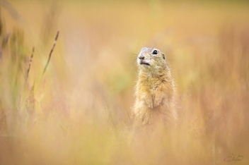 Sysel obecný (Spermophilus citellus)  -...