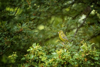 Zvonek zelený (Chloris chloris) - European...