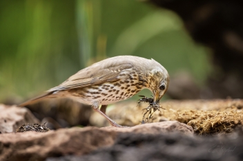 Drozd zpěvný (Turdus philomelos) - Song...