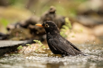 Kos černý (Turdus merula) - Common...