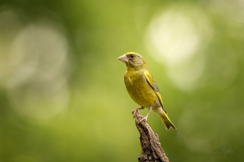 Zvonek zelený (Chloris chloris) - European...