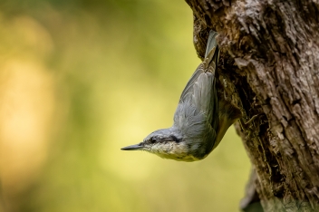 Brhlík lesní (sitta europaea) - Eurasian...