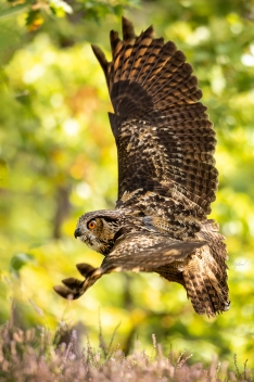 Výr velký (Bubo bubo) - Eurasian eagle-owl