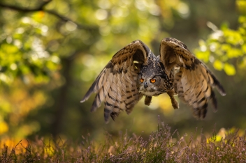 Výr velký (Bubo bubo) - Eurasian eagle-owl