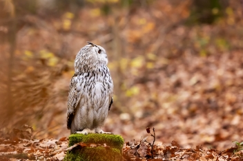 Výr velký sibiřský (Bubo bubo sibiricus)...