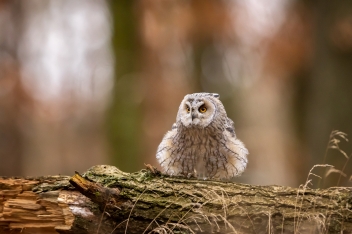Kalous ušatý (Asio otus) - Long-eared owl