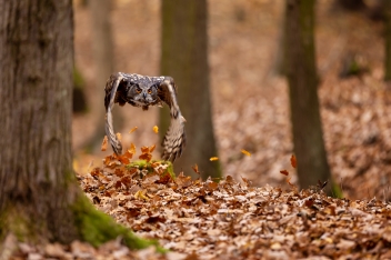 Výr velký (Bubobubo) - Eurasian eagle-owl