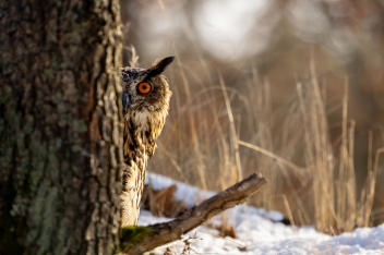 Výr velký (Bubo bubo) - Eurasian eagle-owl