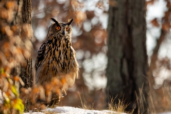 Výr velký (Bubo bubo) - Eurasian eagle-owl