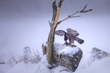 Sokol stěhovavý (Falco peregrinus) -...