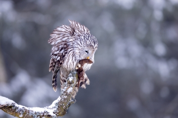 Puštík bělavý (Strix uralensis) - Ural...