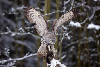 Puštík bradatý (Strix nebulosa) - Great...