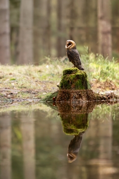 Sova pálená (Tyto alba) - Barn owl