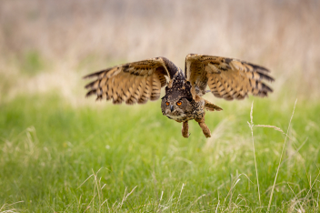 Výr velký (Bubo bubo) - Common eagle-owl