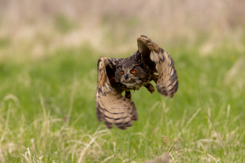 Výr velký (Bubo bubo) - Common eagle-owl