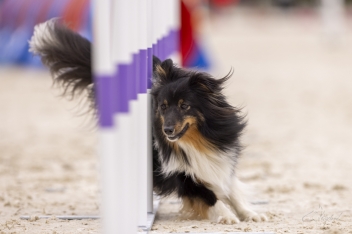 2022-07-09 Agility 038 kopie