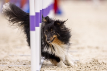 2022-07-09 Agility 039 kopie
