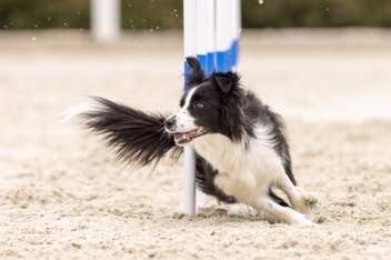 2022-07-09 Prague Agility Party