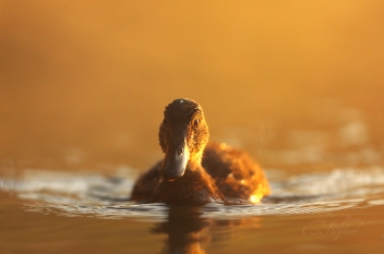 Kachna divoká (Anas platyrhynchos)