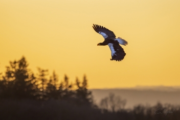 Orel východní (Haliaeetus pelagicus) -...