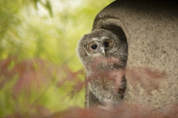 Puštík obecný (Strix aluco) - Tawny owl
