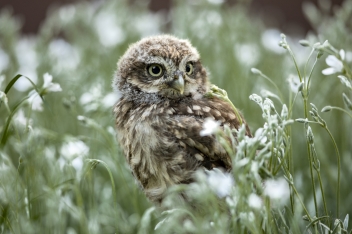 Sýček obecný (Athene noctua) - Little owl