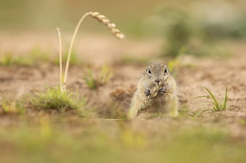 Sysel obecný (Spermophilus citellus) -...