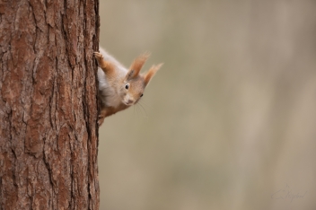 Veverka obecná - Sciurus vulgaris