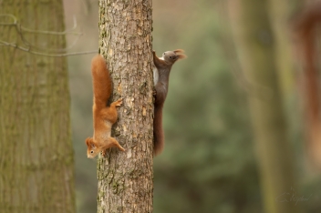 Veverka obecná - Sciurus vulgaris