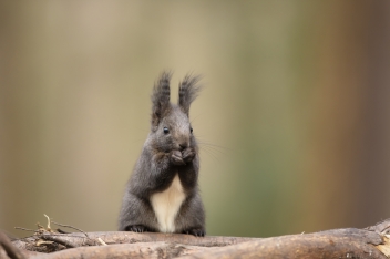 Veverka obecná - Sciurus vulgaris